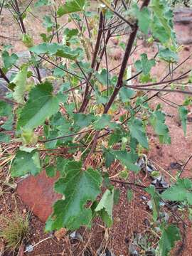 Image of Hibiscus engleri K. Schum.