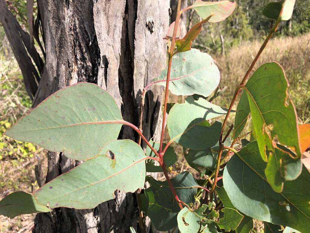 Eucalyptus melliodora A. Cunn. ex Schauer resmi