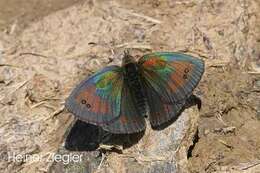 Image of Swiss Brassy Ringlet