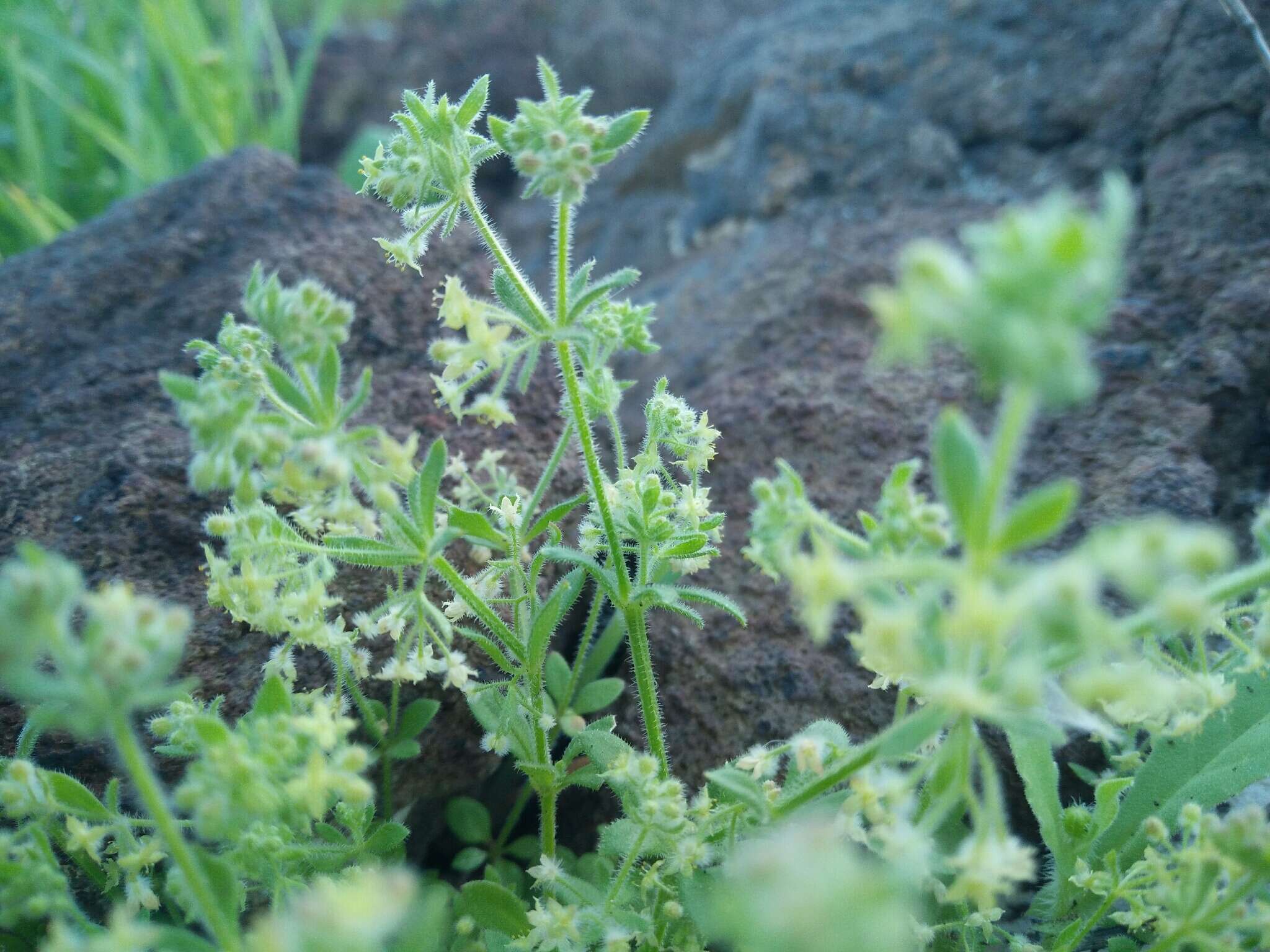 Plancia ëd Galium judaicum Boiss.