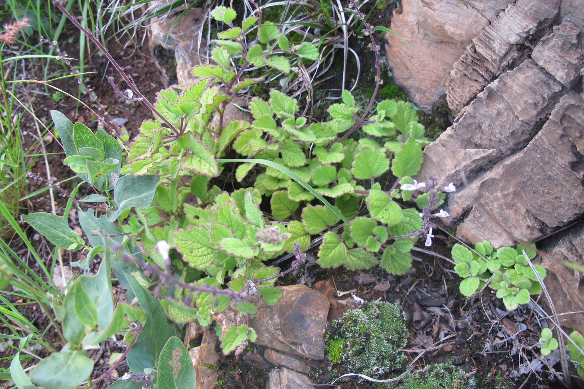 <i>Coleus hadiensis</i>的圖片