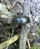 Image of Carabus (Oreocarabus) hortensis Linnaeus 1758