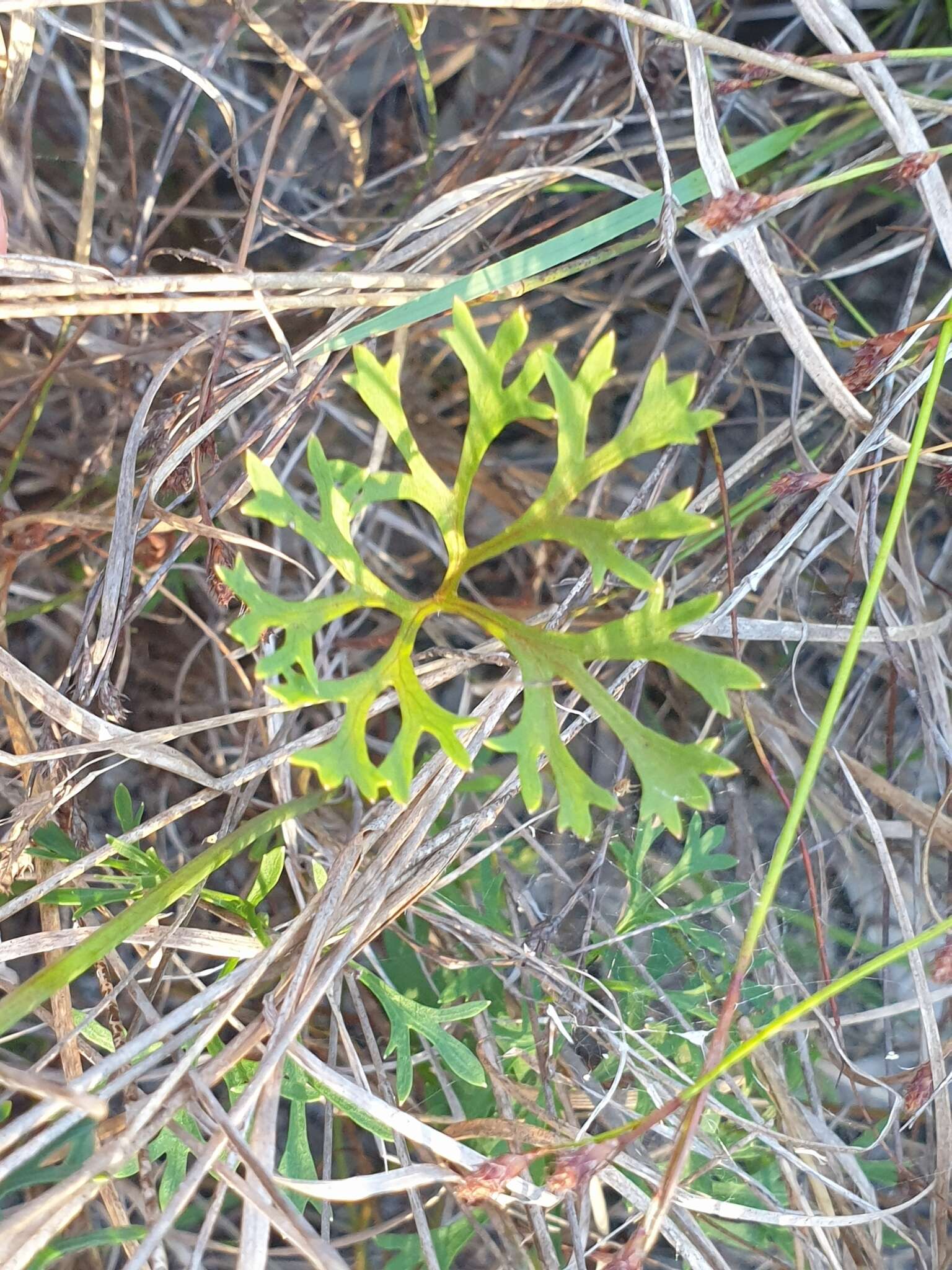 Image of Trachymene incisa subsp. incisa