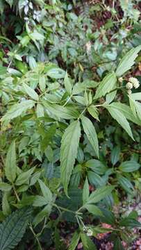 Image of Eupatorium formosanum Hayata