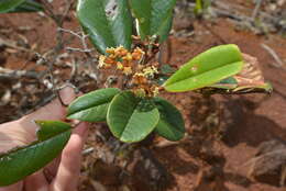 Image de Alphitonia neocaledonica (Schltr.) Guillaum.