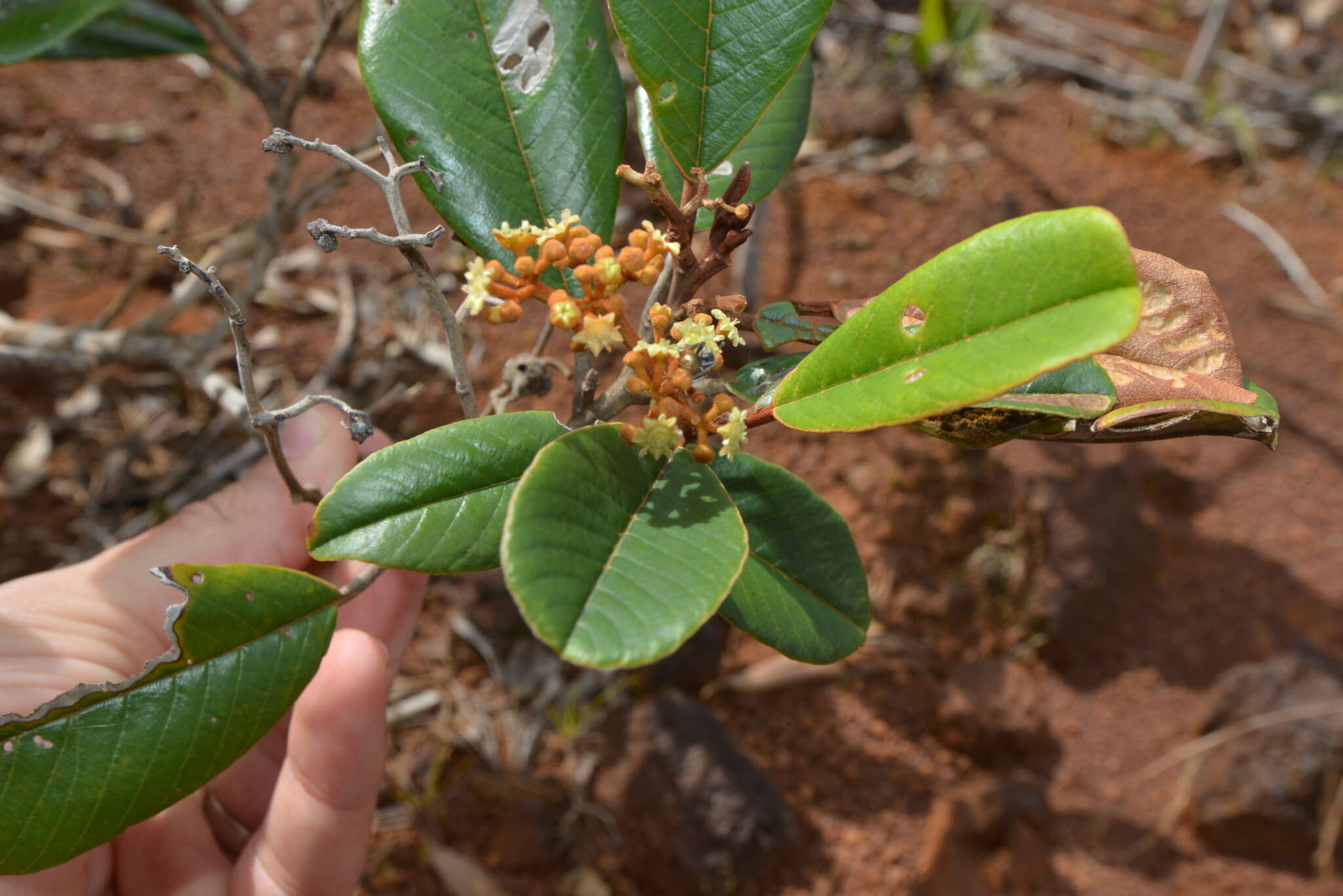 Image de Alphitonia neocaledonica (Schltr.) Guillaum.