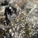 Image of Leucopogon microphyllus var. microphyllus