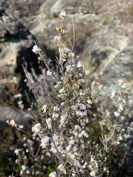 Image of Leucopogon microphyllus var. microphyllus