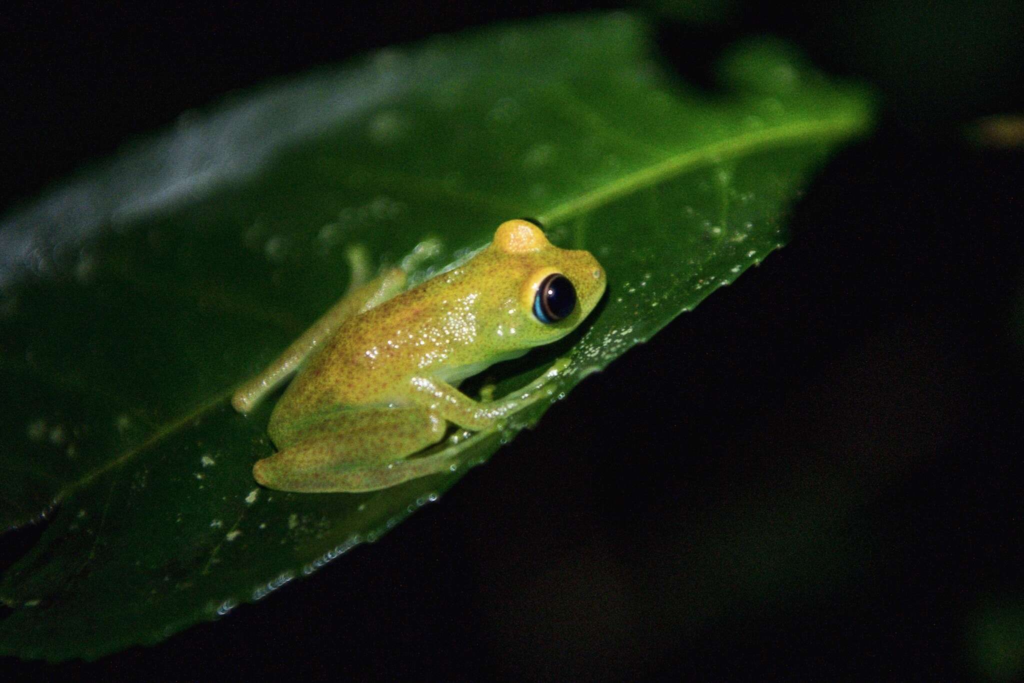 Image of Green Bright-eyed Frog