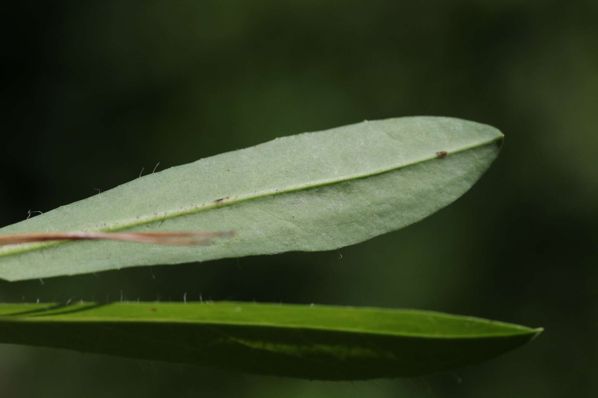 Image de Pilosella piloselloides (Vill.) Sojak