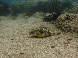 Image of Gangetic pufferfish