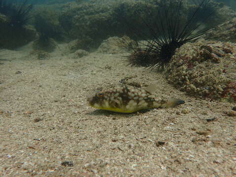 Image of Gangetic pufferfish