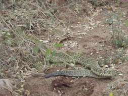 Image of Basilisk Rattlesnake