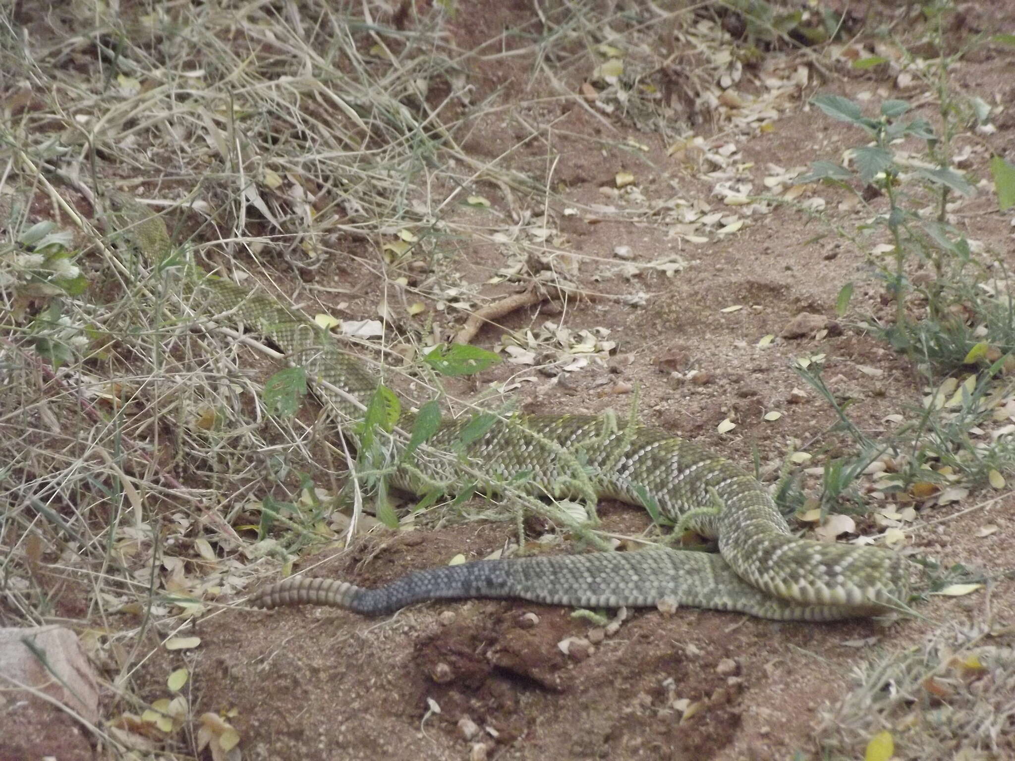 Image of Basilisk Rattlesnake