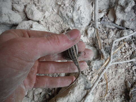 Image of Rose-bellied Lizard