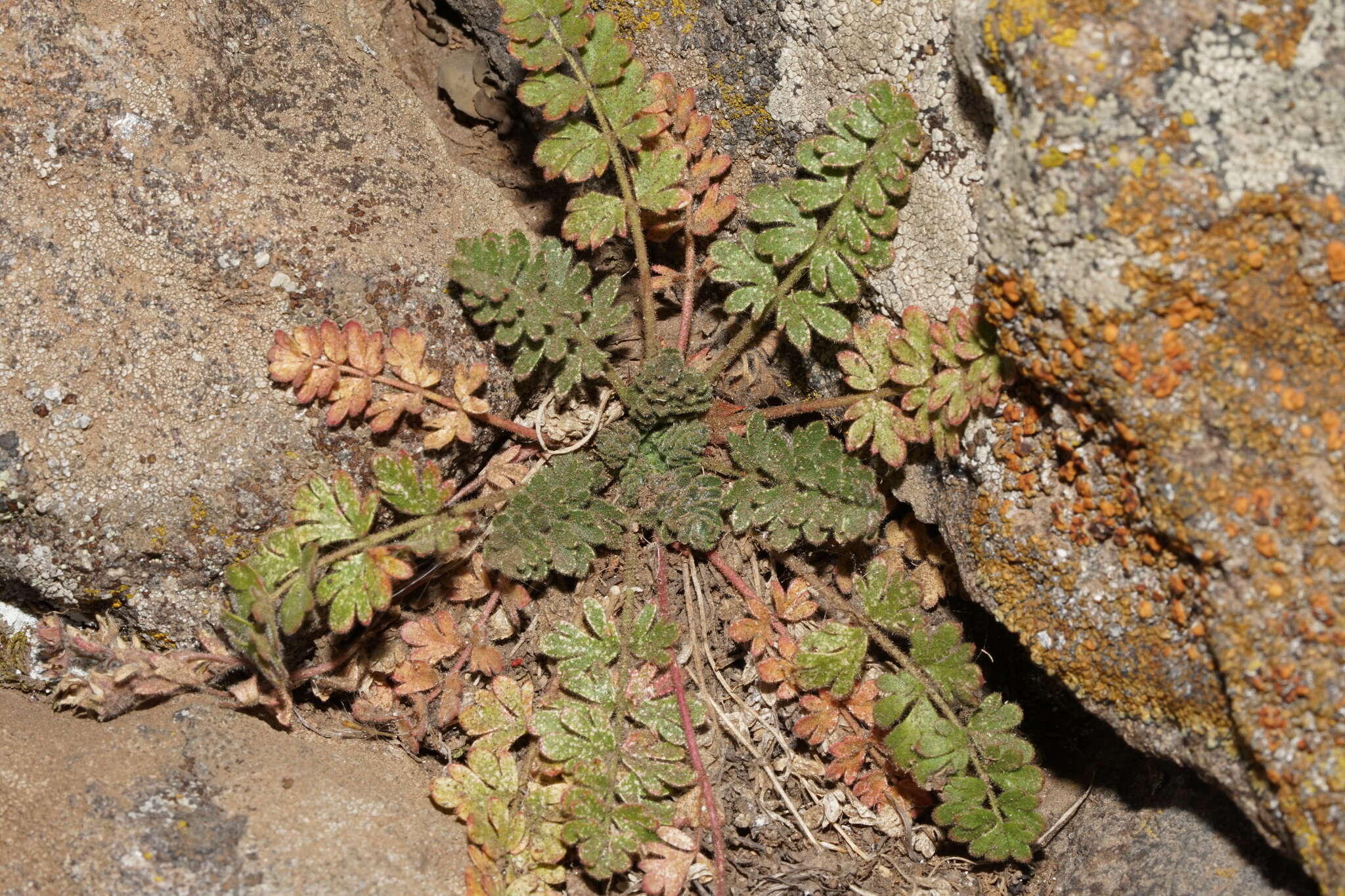 Ivesia baileyi var. beneolens (Nelson & J. F. Macbr.) B. Ertter的圖片