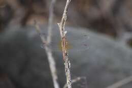 Image of Neurothemis intermedia Rambur 1842