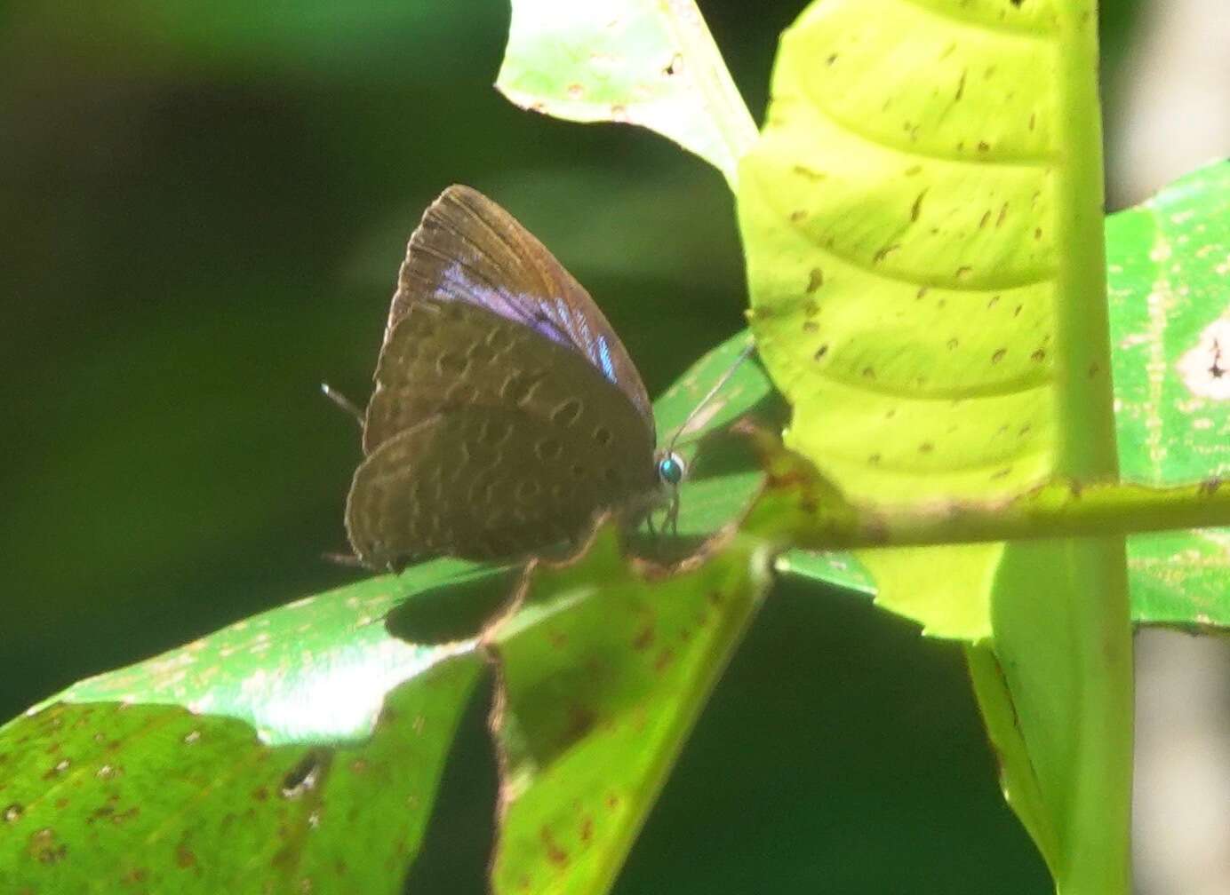 Image of Arhopala eumolphus (Stoll (1780))