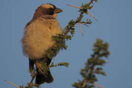 Image of sparrow-weaver