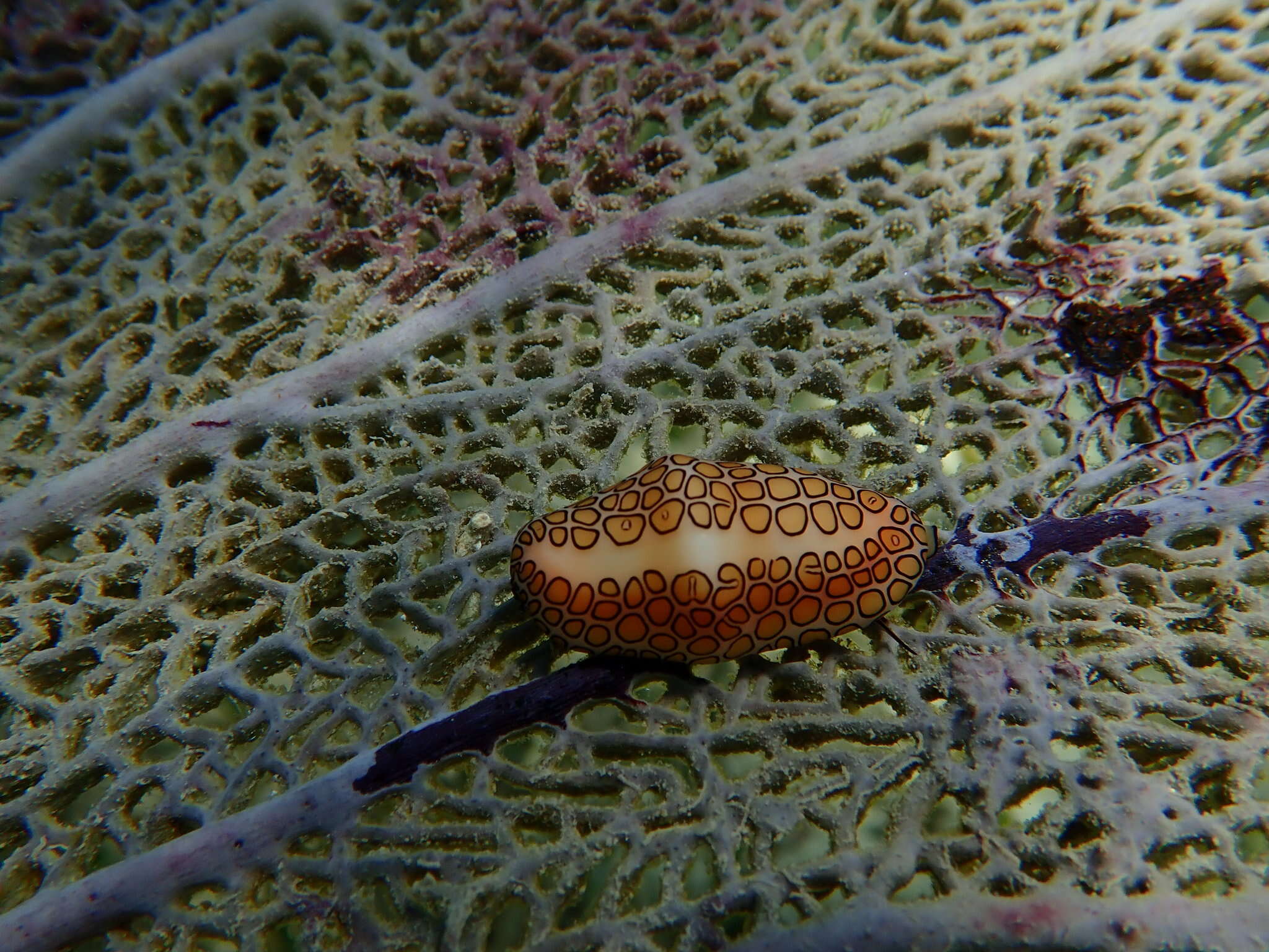 Image of Simniinae F. A. Schilder 1925