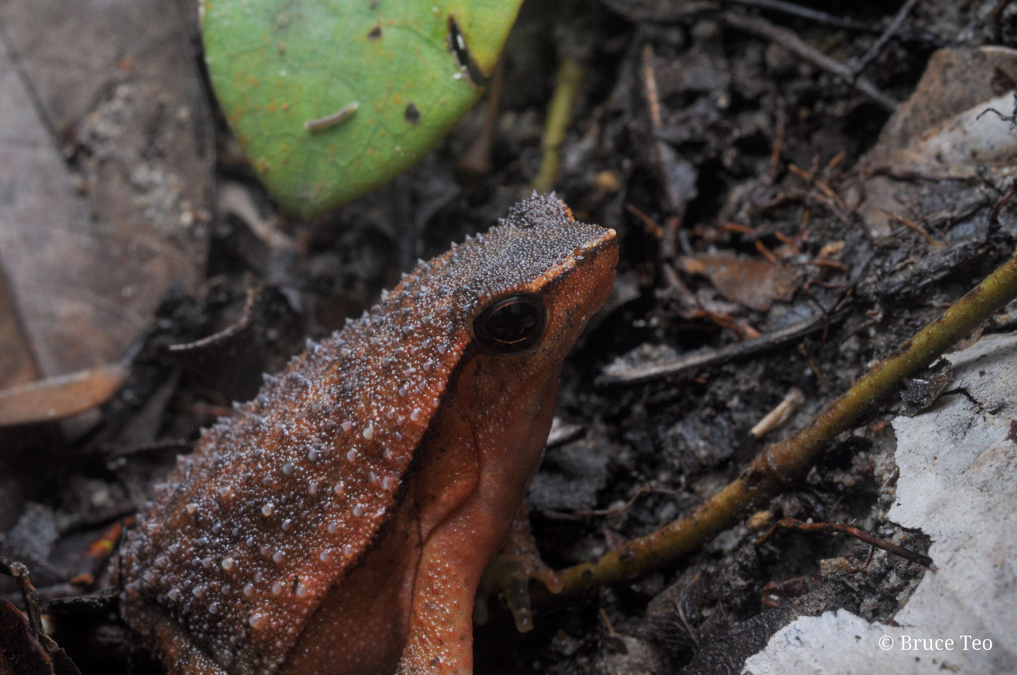 Image de Kalophrynus meizon Zug 2015