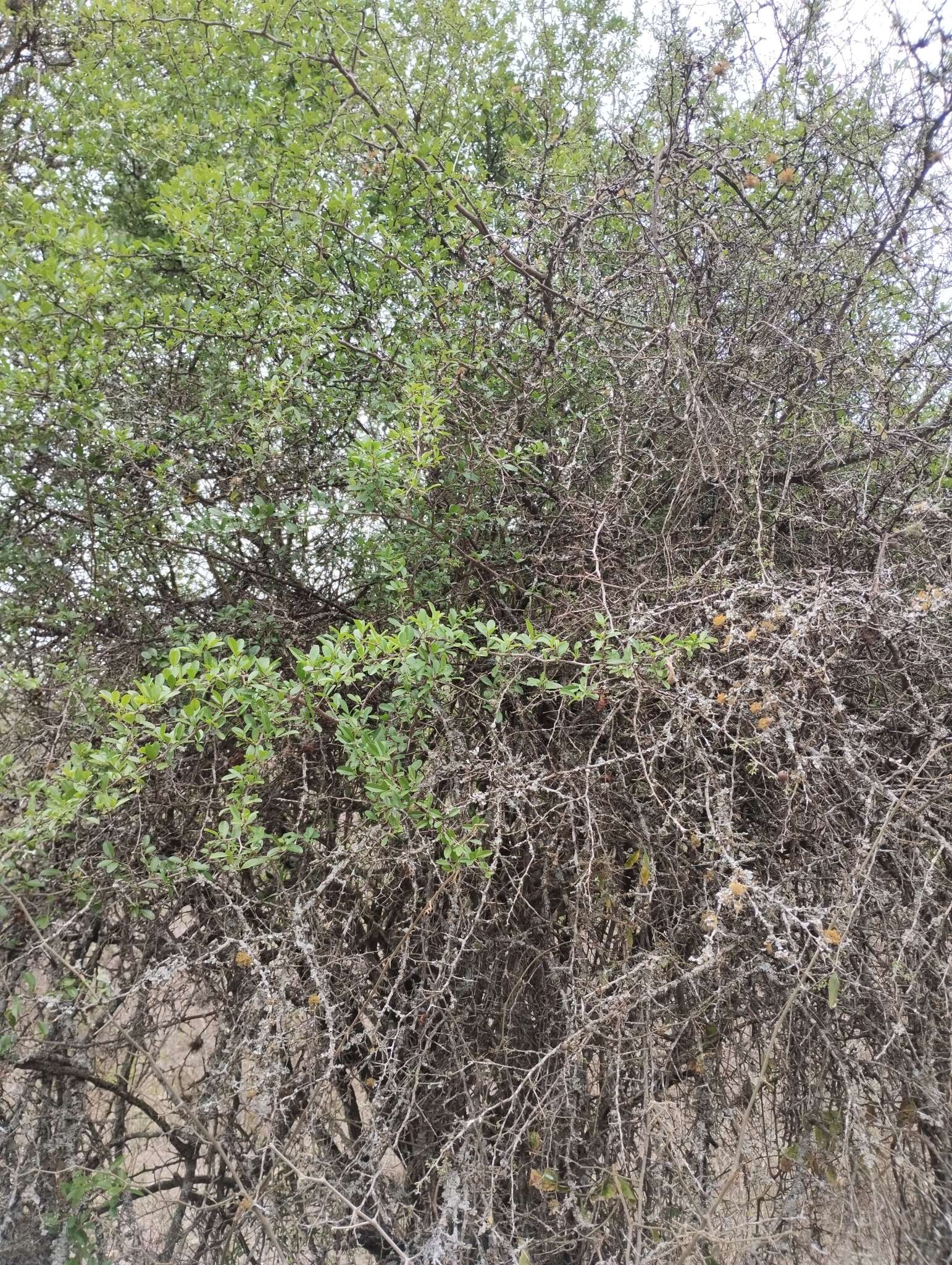 Image of Condalia buxifolia Reiss.