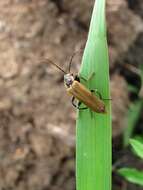 Image of Cantharis quadripunctata (Müller 1776)