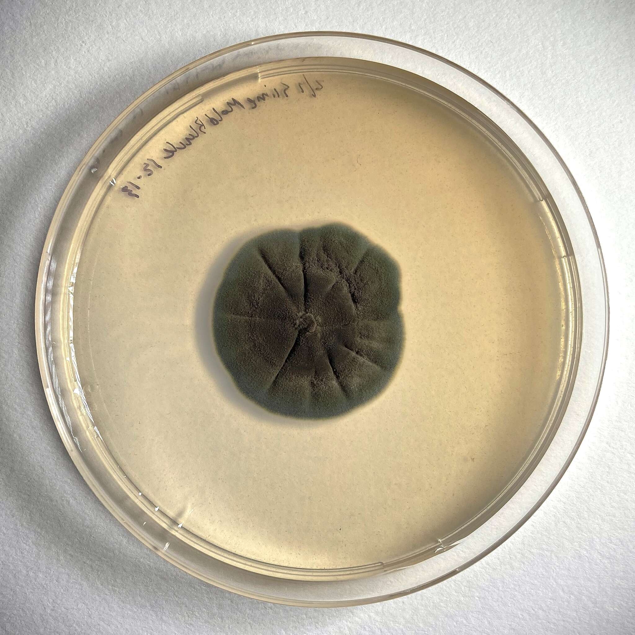 Image of <i>Toxicocladosporium pseudovelox</i>