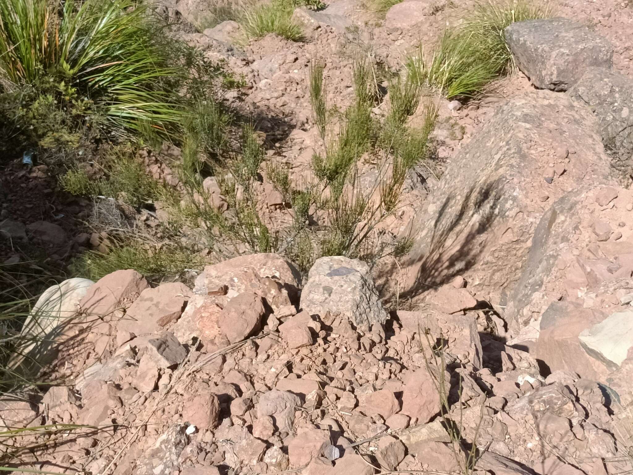 Image of Ephedra americana Humb. & Bonpl. ex Willd.