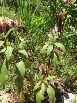 Image of Phytolacca rugosa A. Br. & Bouche