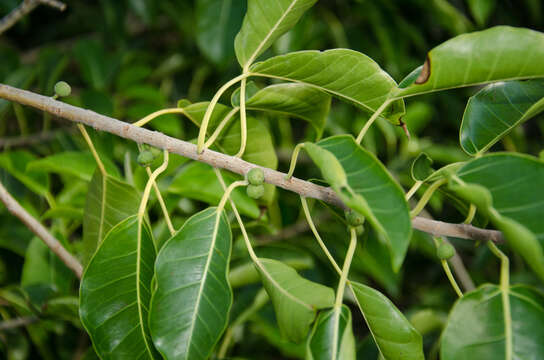 Ficus marmorata Boj. ex Baker的圖片