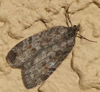 Image de Hydriomena manzanita Taylor 1906