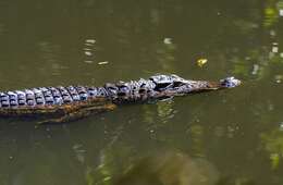 Image of Siamese Crocodile