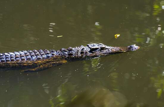 Image de Crocodile du Siam