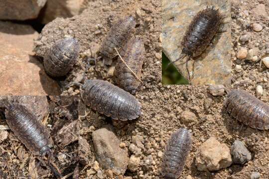 Image of Porcellio montanus Budde-Lund 1885