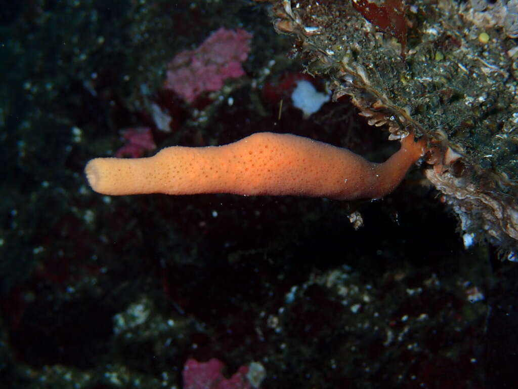Image of Orange finger sponge
