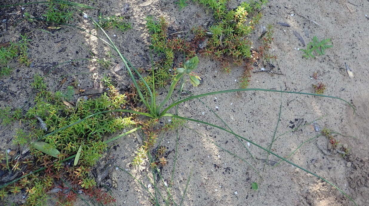 Image of Albuca flaccida Jacq.