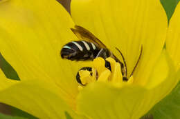 Image of Nomia melanderi Cockerell 1906