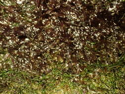 Image of Caloglossa vieillardii