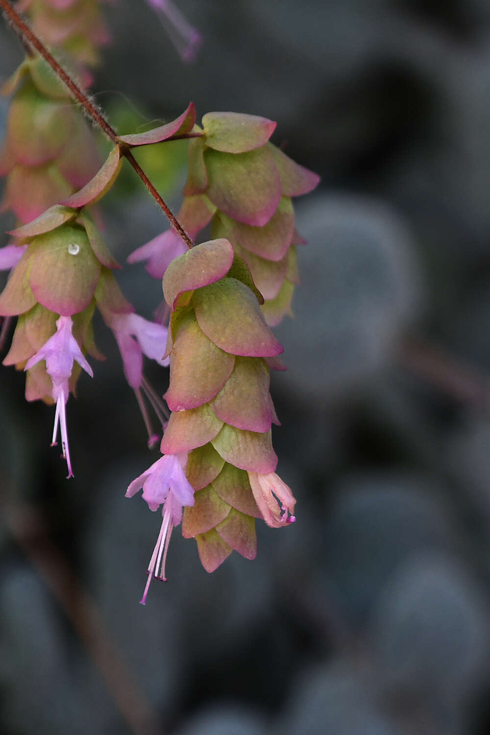 Imagem de Origanum dictamnus L.