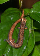 Image of Savage’s Worm Salamander