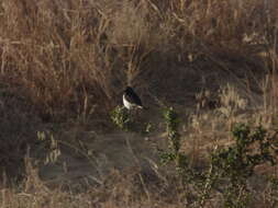 Image of Eastern Pied Wheatear