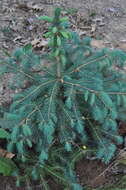 Image of Chihuahua Spruce