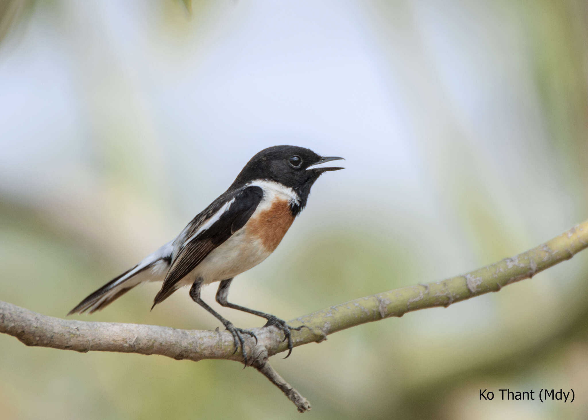 Saxicola leucurus (Blyth 1847) resmi