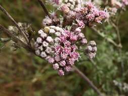 Image of Gyptis artemisifolia (Griseb.) R. King & H. Rob.