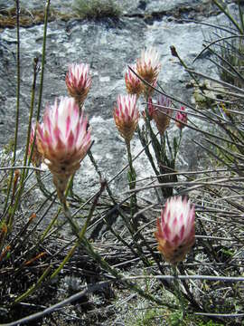 Imagem de Edmondia pinifolia (Lam.) Hilliard