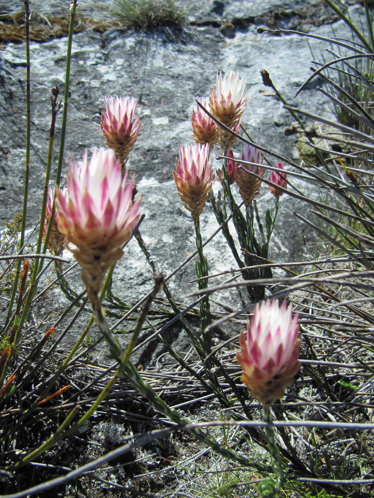 Слика од Edmondia pinifolia (Lam.) Hilliard