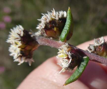 Image of Phylica callosa L. fil.