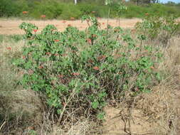 Image of Jatropha grossidentata Pax & K. Hoffm.