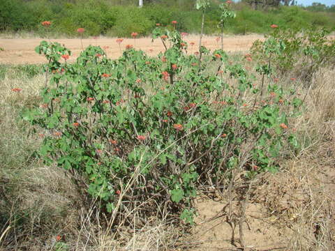 Image de Jatropha grossidentata Pax & K. Hoffm.